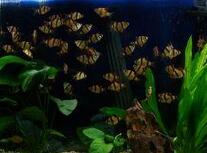 鱼缸厂家告诉你生态鱼缸的功能优势