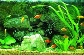 厂家解析家用鱼缸使用6大常识