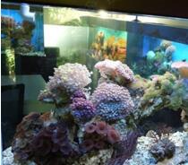 厂家解析循环使用旧鱼缸前的过滤操作