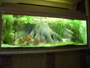 如何利用鱼缸进行造景处理