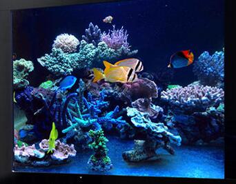 如何合理规划家用装饰鱼缸的大小