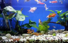 鱼缸里面出现褐藻时要怎么处理