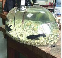 鱼缸厂家教您观察鱼缸水质变化的6种方法