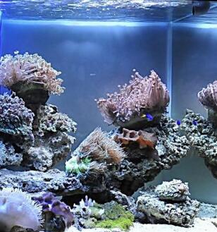 要想选择好的鱼缸就要选择好的玻璃