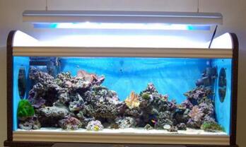 秋季养鱼需要注意哪些事项