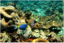 鱼缸灯管的使用与搭配