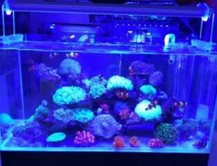 镶嵌式鱼缸定制要注意哪些细节