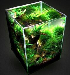 热带鱼鱼缸怎么养护