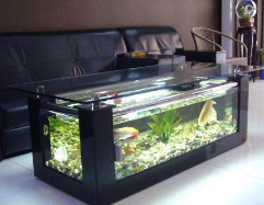 茶几鱼缸内适合养哪些鱼