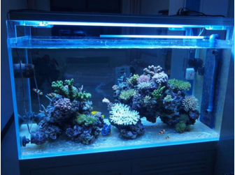 鱼缸维护的几个关键问题