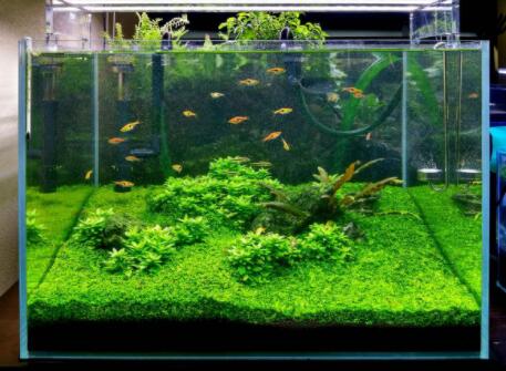 你可能不知道景观鱼缸具有治疗的效果